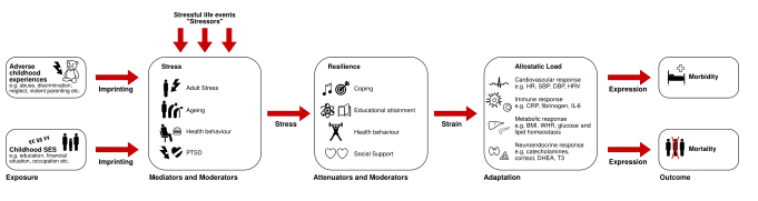 Pathopysiology of allostatic load