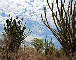 El ocotillo de Madagascar, Alluaudia procera, denominado por un ocotillo con el cual no guarda ninguna relación