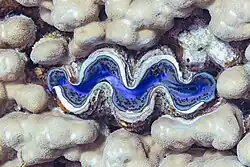 Embebida en masa coralina.