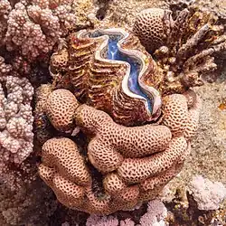 En un coral cerebro.