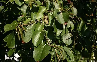 Hojas de Alnus cordata (aliso napolitano).