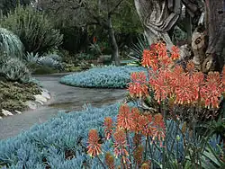 Aloe saponaria (Zebra o aloe Africano) y tiras azules de la suculenta Senecio mandraliscae, mostrando senderos y diseños en el jardín.