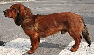 Tejonero de los Alpes