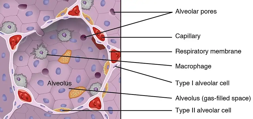 En amarillo Neumocitos tipo II. En rosa Neumocitos tipo I.