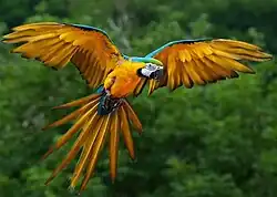 Un Macaw en la selva húmeda del Amazonas