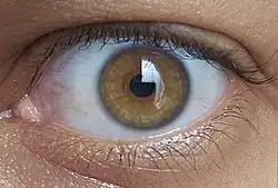 Ojos ámbar