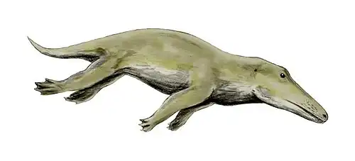 Ambulocetus (Ariodactyla)