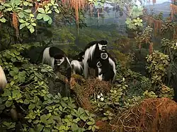 Diorama de los mamíferos.