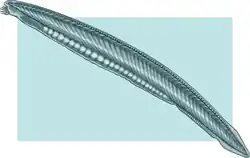 Aspecto externo de anfioxo.