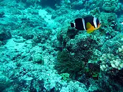 A. chrysogaster cerca de Coin de Mire, Mauritius