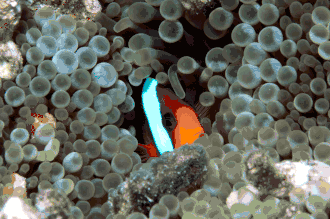 A. melanopus camuflado en Entacmaea quadricolor, Ribbon Reefs, Queensland, Australia