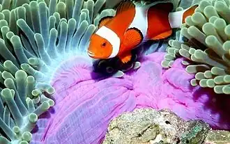 A. percula en Heteractis magnifica