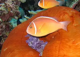 Pareja de A. perideraion en Cod Hole, Ribbon Reefs, Gran Barrera de Arrecifes