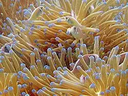 Busca los 9 A. perideraion