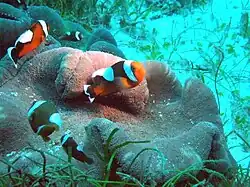 Ejemplares de la variante marrón en Stichodactyla haddoni, Cebú, Bisayas Centrales, Filipinas