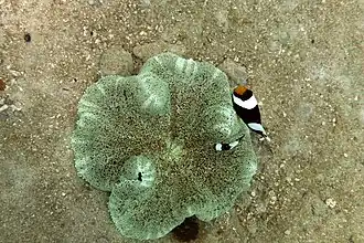 Pareja de A. polymnus en Stichodactyla sp