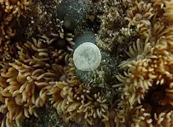 Amphisorus hemprichii, concha tubular espiralada (Tubothalamea)