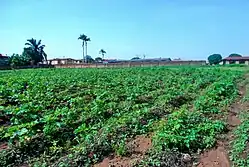 Campo de okra en Nigeria