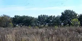 Refugio Nacional de Vida Silvestre Anáhuac, condado de Chambers, Texas, EE. UU. (1 de diciembre de 2018).