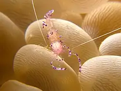 Camarón Ancylomenes tosaensis en P. sinuosa.