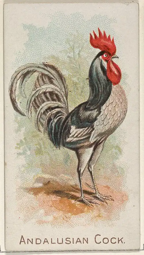 Andalusian Cock, from the Prize and Game Chickens series (N20) for Allen & Ginter Cigarettes
