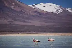 Flamencos andinos en la Reserva nacional de fauna andina Eduardo Abaroa, Bolivia