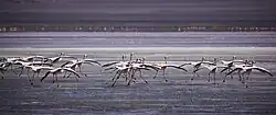 Flamencos andinos levantando vuelo en la Reserva nacional de fauna andina Eduardo Abaroa, Bolivia.