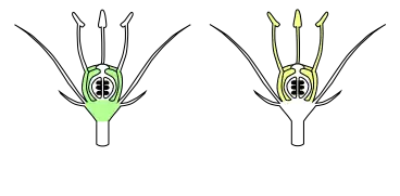 andróforo y estambres monadelfos