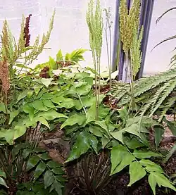 Figura 4.13. Esporófito de Anemia mexicana. Este género es conocido en la zona subtropical de Sudamérica como "doradilla". Nótense los trofoesporofilos sectoriales, las pinas basales fértiles reducidas, formando un "racimo" que se eleva por encima de las pinas apicales fotosintéticas.