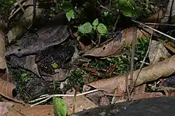 Rana camuflada en las hojas, vista al interior del Parque Nacional Carrasco.