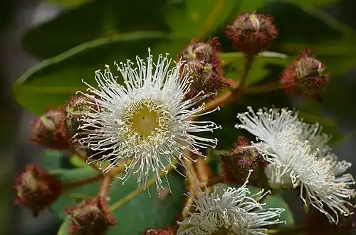 Angophora hispida: capullos y flores