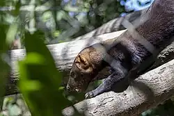 Eira barbara, en Cochabamba, Bolivia.