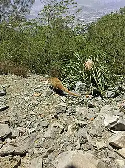 Coatí en el Cerro de la Silla.
