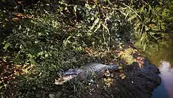 Cocodrilo en el Parque nacional Madidi