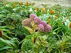 Flores y hojas de Anisotome latifolia, especie relacionada con la familia de las zanahorias. En el fondo aparece la florecida en amarillo Bulbinella rossii