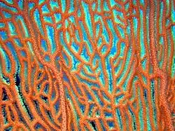 Anastomosis de ramas secundarias en Annella mollis