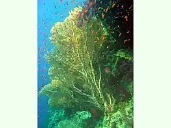 A. mollis. Egipto, Mar Rojo, Hurghada