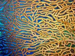 Anastomosis de ramas secundarias en Annella mollis