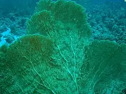 A. mollis en Egipto, Sinaí del Sur, Sharm el Sheik, Estrecho de Tirán