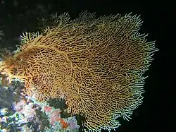 A. mollis en Maldivas