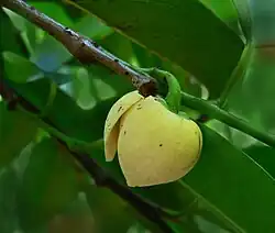 Flor de Annona, se observan los pétalos (carnosos, gruesos) y sépalos (verdes).