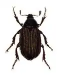 Anomala dubia.