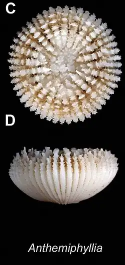 Anthemiphyllia sp., Anthemiphylliidae