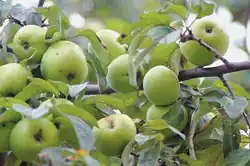 Cultivo de manzanas 'Antonovka'.