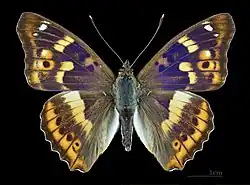 Apatura ilia clytie ♂