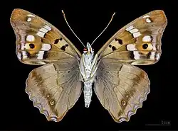 Apatura ilia clytie ♂ △