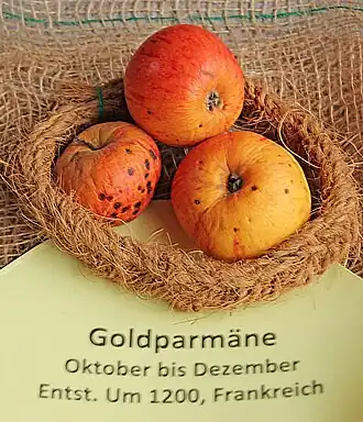 Manzanas 'Reine des Reinettes'.