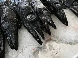 Pez sable negro, peixe-espada-preto, en el Mercado dos Lavradores.