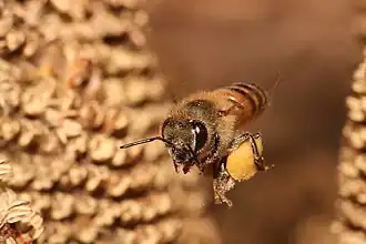 Apis mellifera
