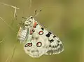 Mariposa apolo